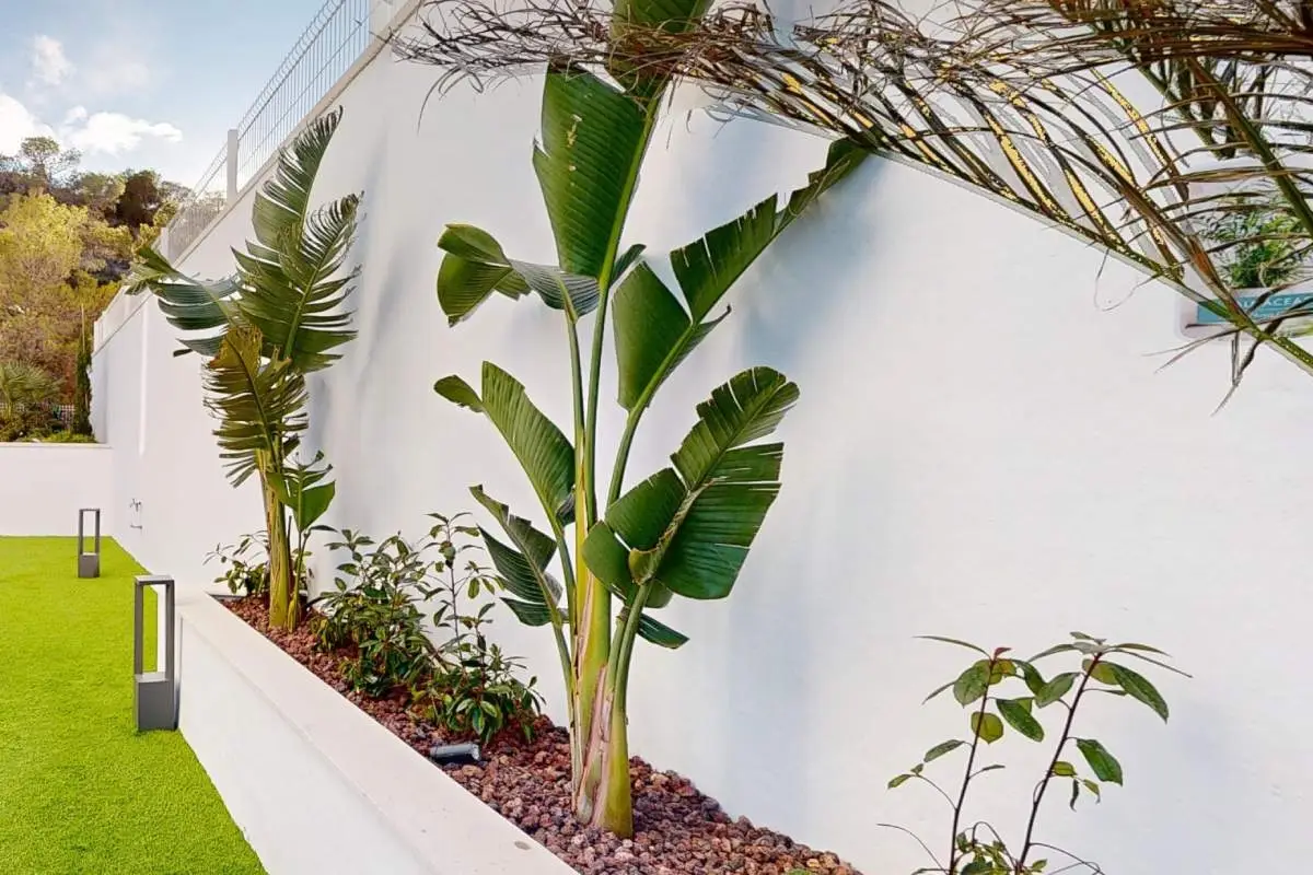 Petit jardin à la végétation tropicale et au design moderne